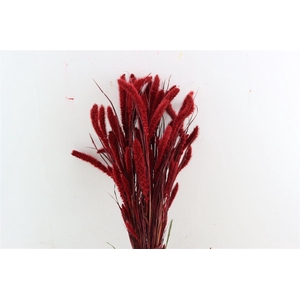 Dried Setaria X5 Red Bunch