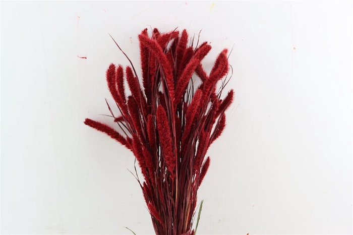 Dried Setaria X5 Red Bunch