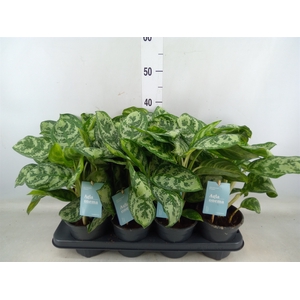 Aglaonema  'Amazon Silver'