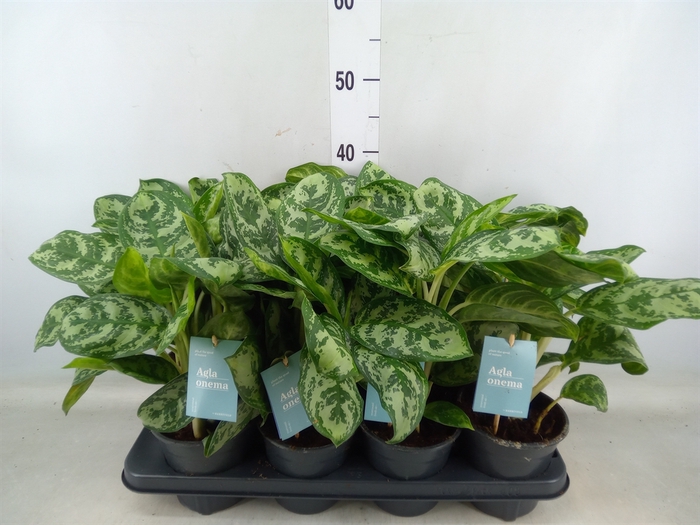 <h4>Aglaonema  'Amazon Silver'</h4>