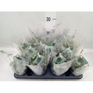 Ceropegia woodii ssp. woodii