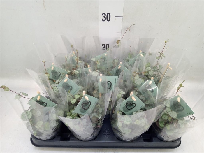 <h4>Ceropegia woodii ssp. woodii</h4>