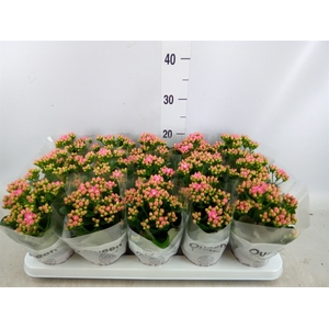 Kalanchoe  'RoseFlow Audrey'