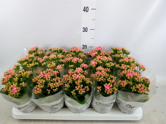 <h4>Kalanchoe  'RoseFlow Audrey'</h4>