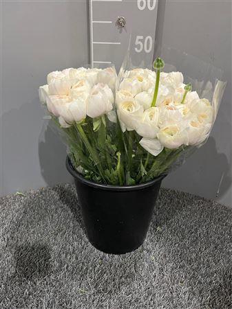 <h4>Ran Succes Hanoi</h4>