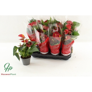 ANTHU AN SUCCESS RED