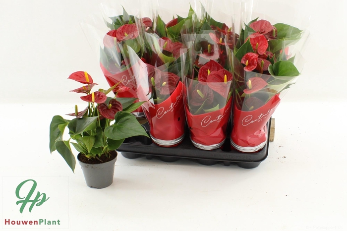 <h4>ANTHU AN SUCCESS RED</h4>