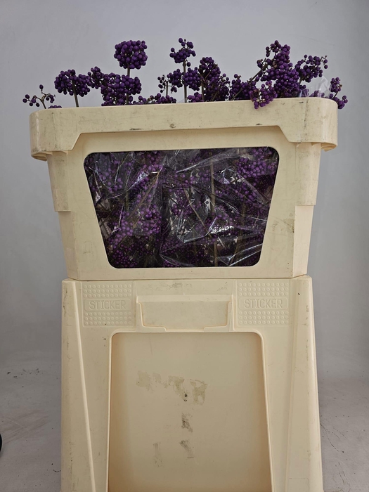 <h4>CALLI BO MAGI LILAC</h4>