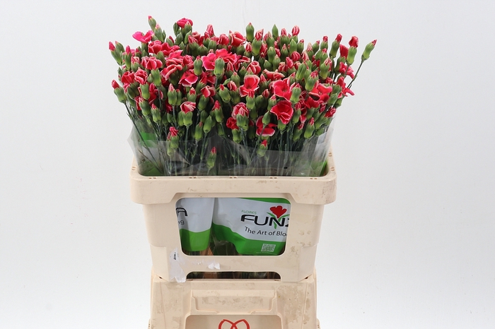 <h4>Di Symply Beauty x20</h4>