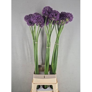Allium Extra