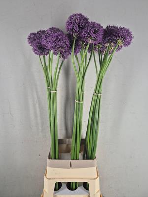 <h4>Allium Extra</h4>