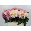 Dahlia Cafe Au Lait