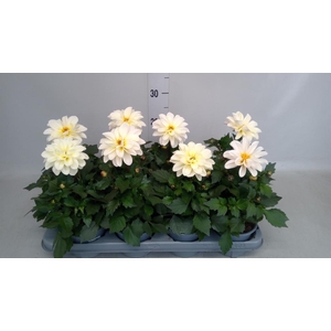 Dahlia   ...