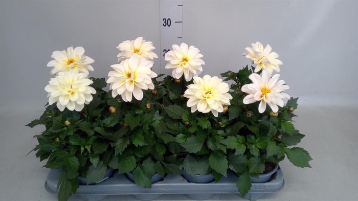 <h4>Dahlia   ...</h4>