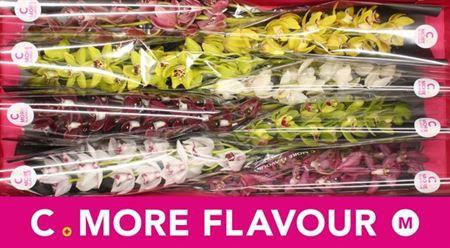 <h4>Cymb Mi Gem</h4>