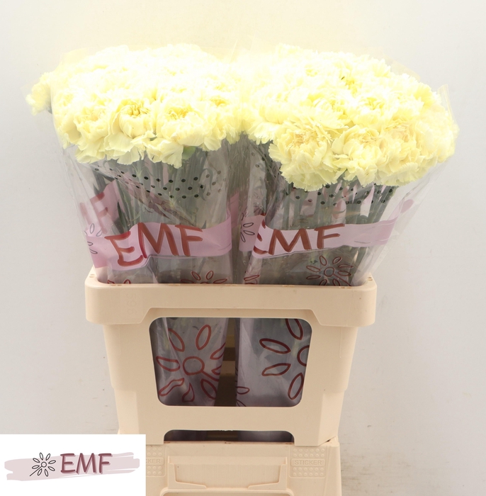 <h4>DI ST LUIZA</h4>