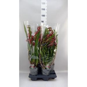 Cymbidium   ...