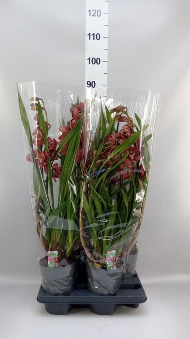 <h4>Cymbidium   ...</h4>