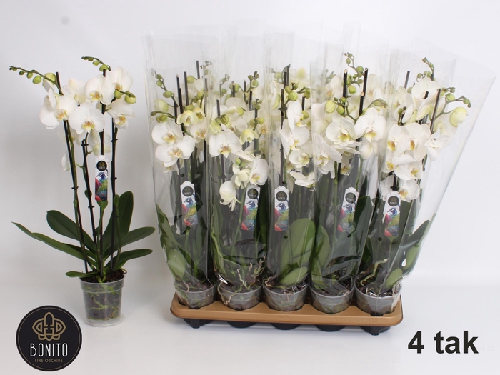 <h4>Phal An Nottingham</h4>