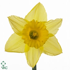 <h4>NARZ TAMARA</h4>