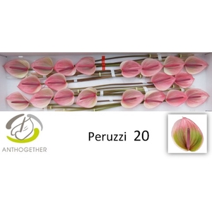 Anthurium Peruzzi