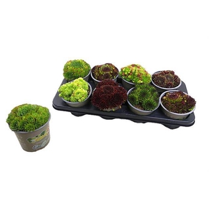 !! PROMO !! SEMPERVIVUM MIX P12