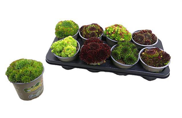 <h4>!! PROMO !! SEMPERVIVUM MIX P12</h4>