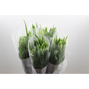 Tu Fr En Maureen Extra