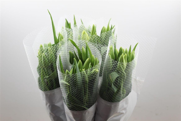 <h4>Tu Fr En Maureen Extra</h4>