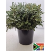 EUC PARVIFOLIA PB -ZA-SUPER