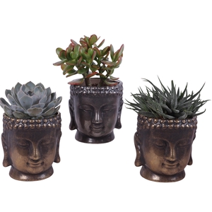 Succulenten mix Ø12cm in Ø15cm Ceramic Buddha G/S
