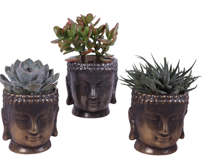 <h4>Succulenten mix Ø12cm in Ø15cm Ceramic Buddha G/S</h4>