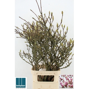 MAGNOLIA GRANDIFLORA