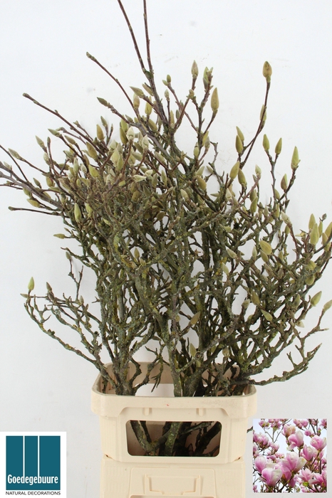 <h4>MAGNOLIA GRANDIFLORA</h4>