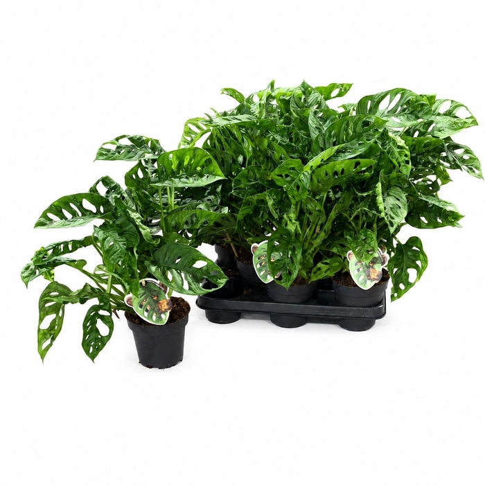 MONSTERA ADANSONII