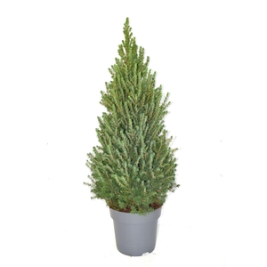 Picea glauca conica 'Perfecta' 80-90 cm pot 23