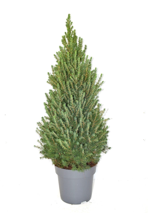 <h4>Picea glauca conica 'Perfecta' 80-90 cm pot 23</h4>