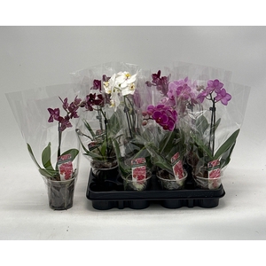 PHAL GEM