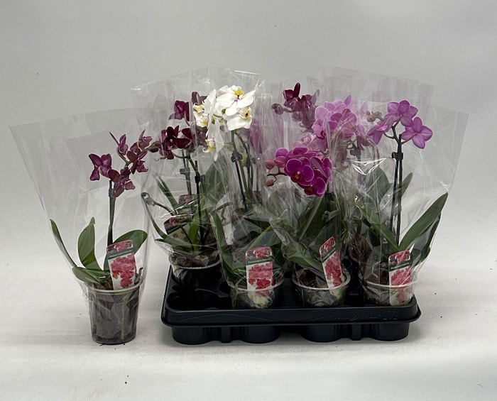 <h4>PHAL GEM</h4>
