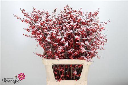 <h4>Ilex Ve Klb H% Snow</h4>