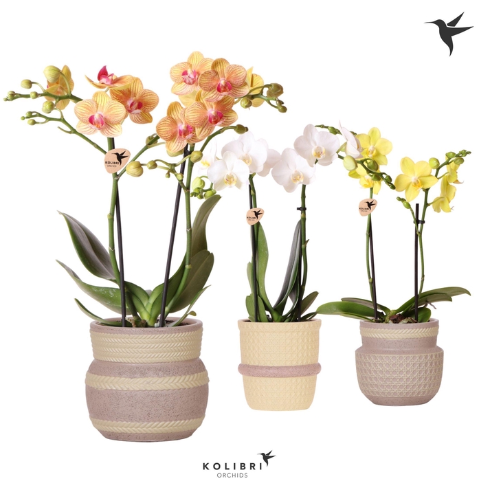<h4>Kolibri Orchids Phalaenopsis mix 2 spike in Ethnic pot khaki mix</h4>