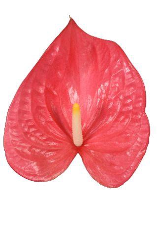 <h4>Anthurium Maine</h4>