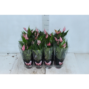 ANTHURIUM LILLI P09 PREMIUM