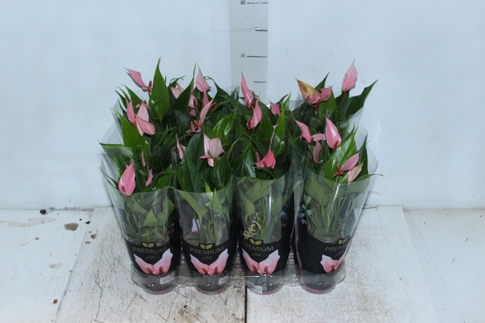 <h4>ANTHURIUM LILLI P09 PREMIUM</h4>