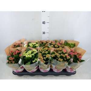 Kalanchoe blos. 'RosDon Collection'