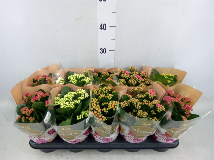 <h4>Kalanchoe blos. 'RosDon Collection'</h4>