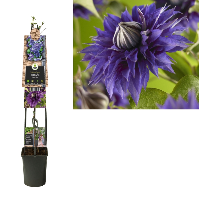 <h4>Clematis 'Multi Blue' +3.0 label</h4>