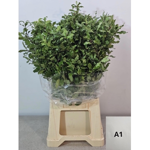 PITTOSPORUM PB TENUIFOLIUM