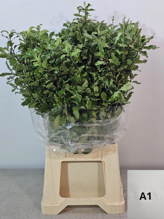 <h4>PITTOSPORUM PB TENUIFOLIUM</h4>