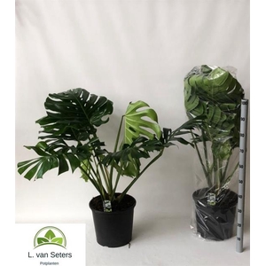 Monstera deliciosa 32Ø 120cm 4pp